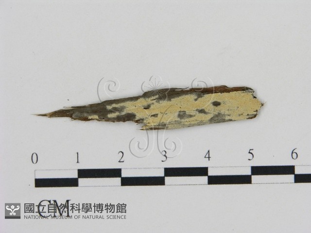 登錄號:F0002859藏品圖，第1張