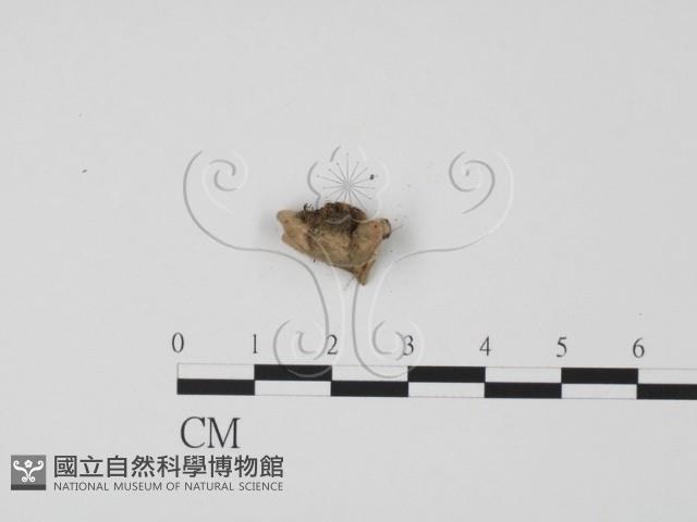 登錄號:F0012859藏品圖，第1張