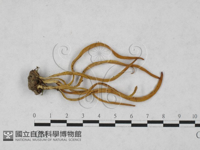 登錄號:F0027859藏品圖，第1張