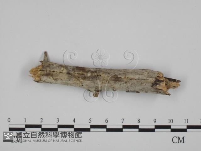 登錄號:F0007859藏品圖，第1張