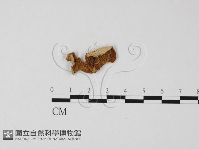 登錄號:F0025859藏品圖，第1張