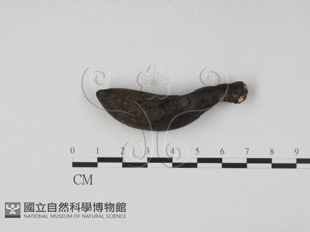 登錄號:F0009859藏品圖，第1張