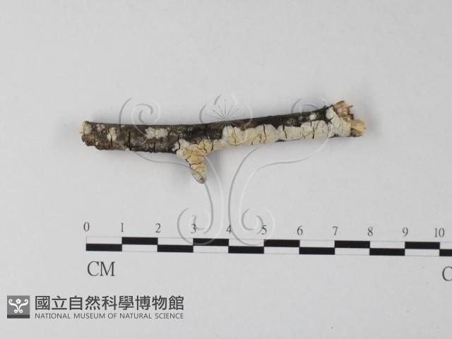 登錄號:F0023859藏品圖，第1張