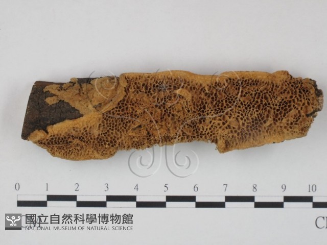 登錄號:F0003859藏品圖，第1張