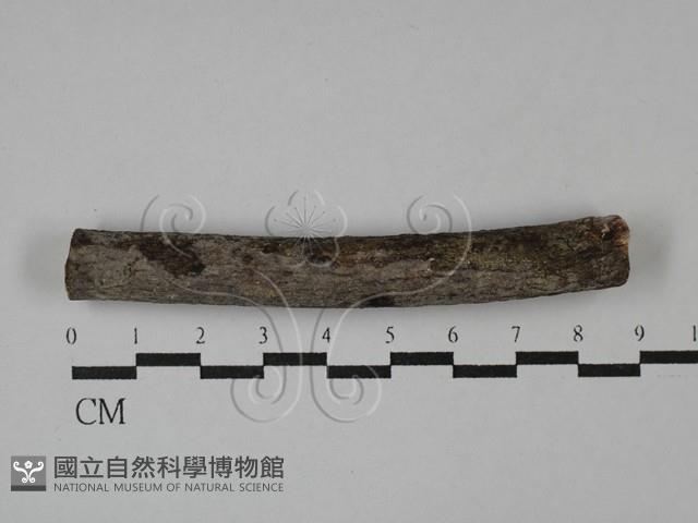 刺皮菌屬藏品圖，第1張