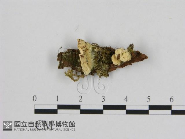 登錄號:F0020959藏品圖，第1張