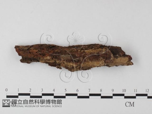 登錄號:F0000959藏品圖，第1張