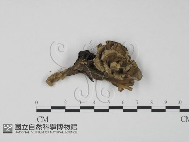棕色革菌藏品圖，第1張
