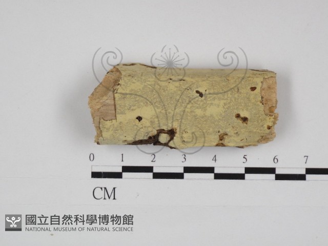 叉絲革菌屬藏品圖，第1張
