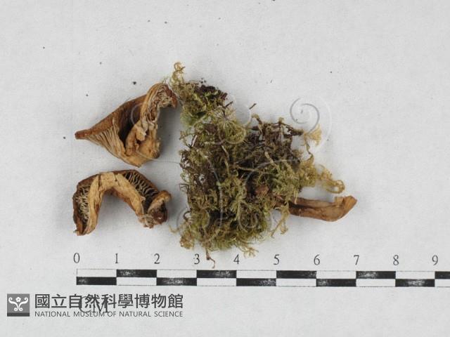 登錄號:F0026959藏品圖，第1張