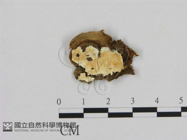 登錄號:F0006959藏品圖，第1張