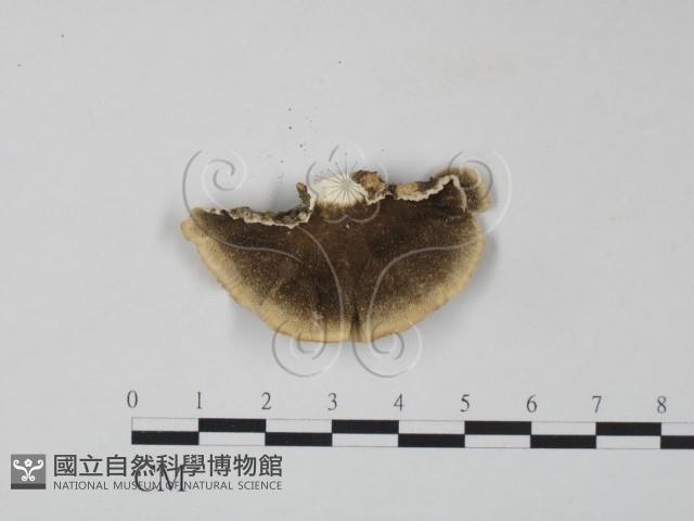 雲芝藏品圖，第1張
