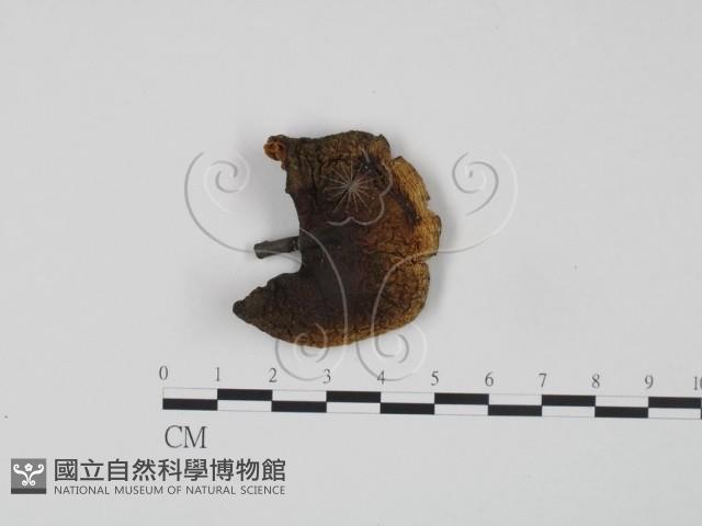 紅菇屬藏品圖，第1張