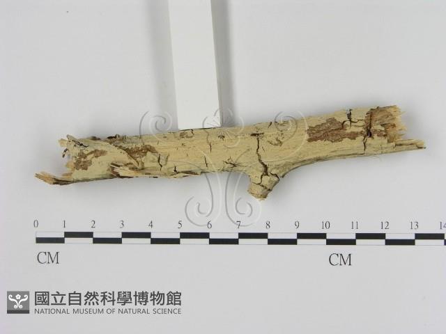 登錄號:F0001959藏品圖，第1張