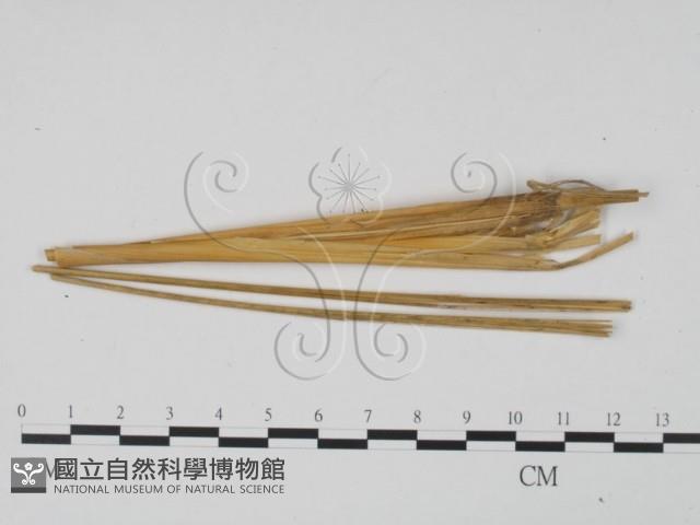 登錄號:F0011959藏品圖，第1張