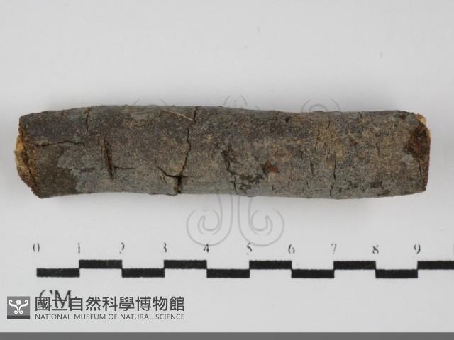 刺皮菌屬藏品圖，第1張