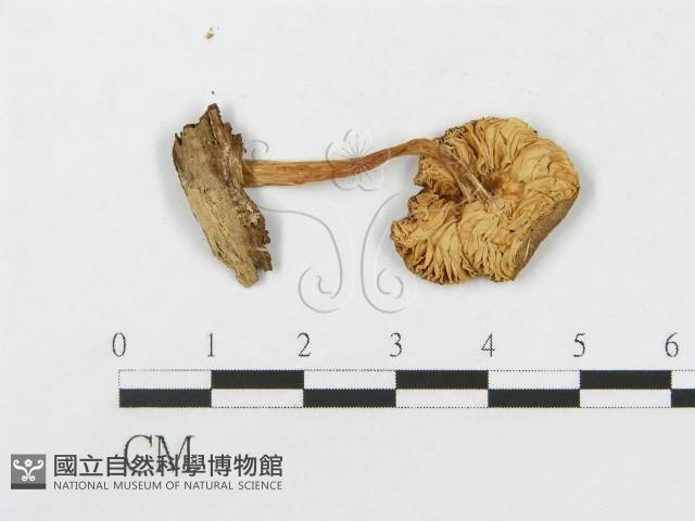 登錄號:F0004959藏品圖，第1張
