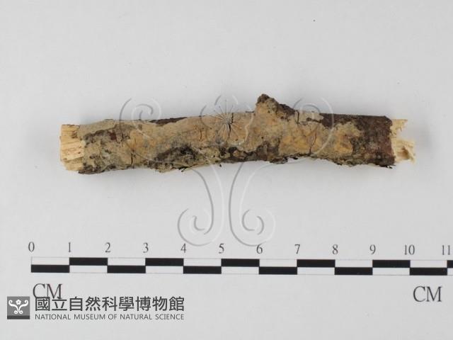 射脈菌屬藏品圖，第1張