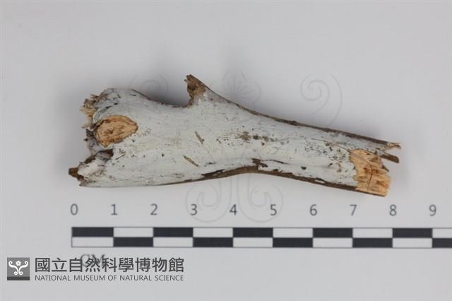 登錄號:F0034959藏品圖，第1張