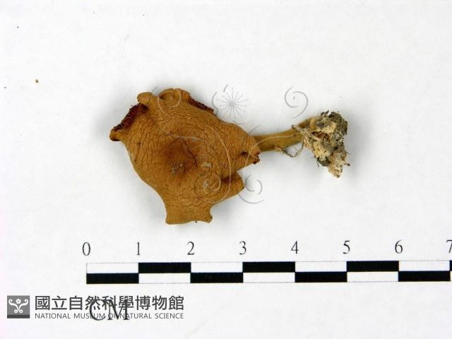 登錄號:F0022959藏品圖，第1張
