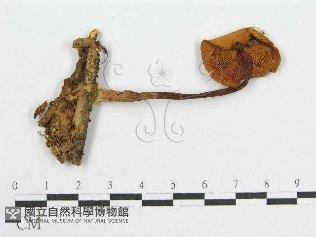 登錄號:F0012959藏品圖，第1張