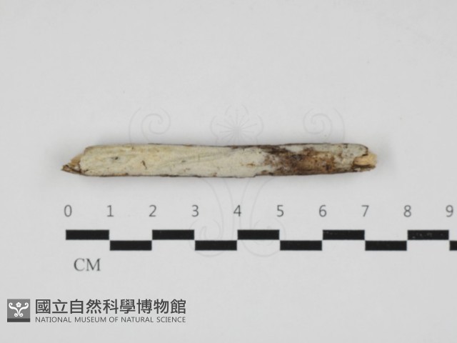 登錄號:F0032959藏品圖，第1張