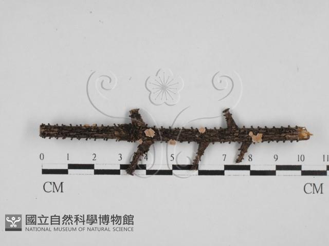 盤革菌屬藏品圖，第1張