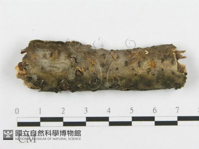 登錄號:F0017959藏品圖，第1張