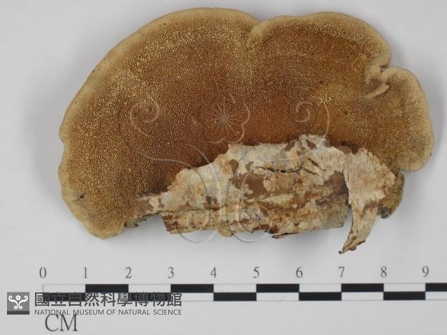 登錄號:F0005959藏品圖，第1張