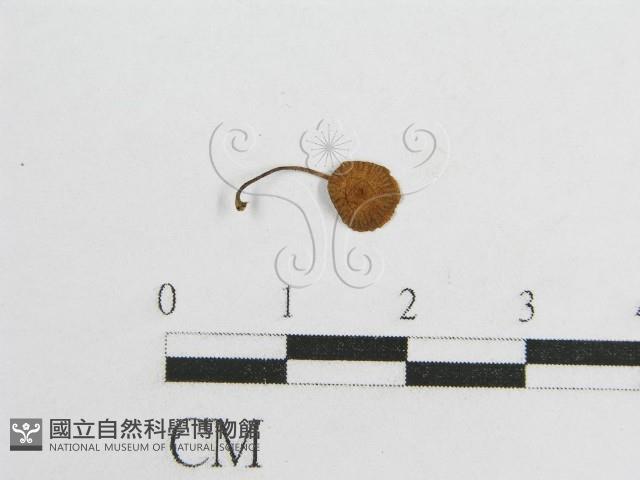 微皮傘屬藏品圖，第1張