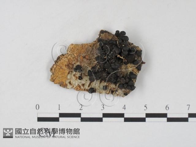 登錄號:F0009959藏品圖，第1張