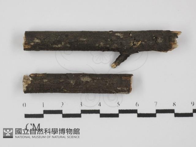 登錄號:F0019959藏品圖，第1張