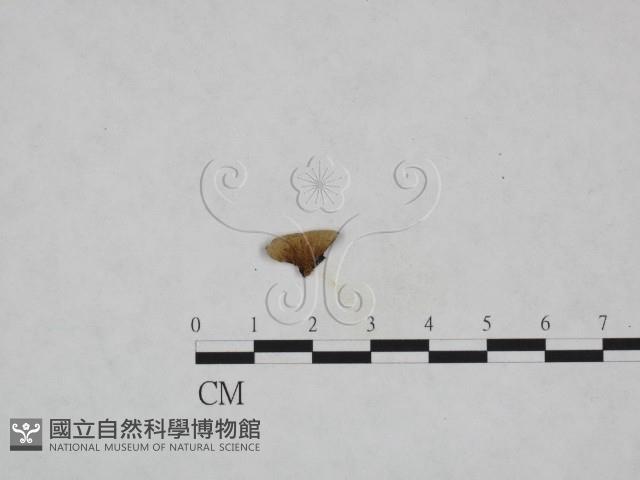 登錄號:F0023959藏品圖，第1張