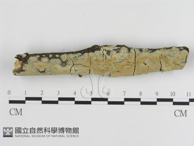 登錄號:F0003959藏品圖，第1張