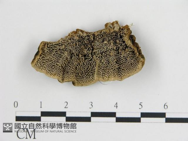 登錄號:F0013959藏品圖，第1張