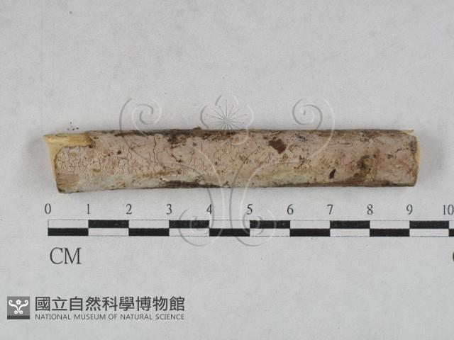 顯絲菌屬藏品圖，第1張