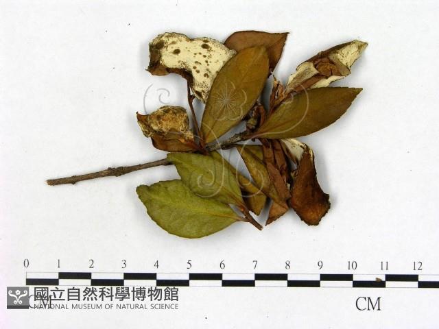 登錄號:F0020659藏品圖，第1張