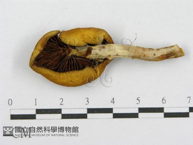 登錄號:F0010659藏品圖，第1張