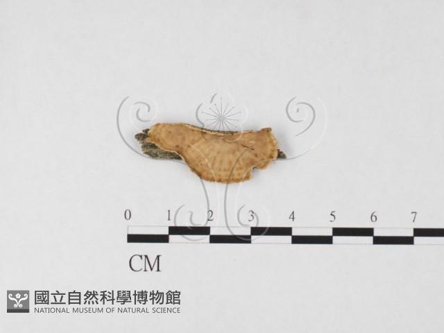 登錄號:F0026659藏品圖，第1張