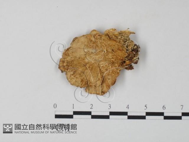 登錄號:F0006659藏品圖，第1張