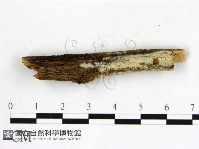 冇骨消絲齒菌藏品圖，第1張