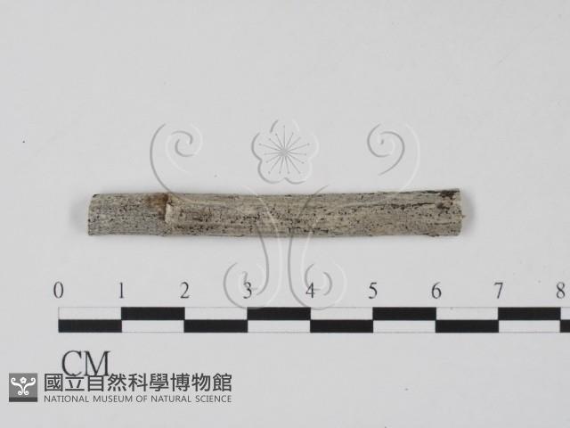 登錄號:F0011659藏品圖，第1張
