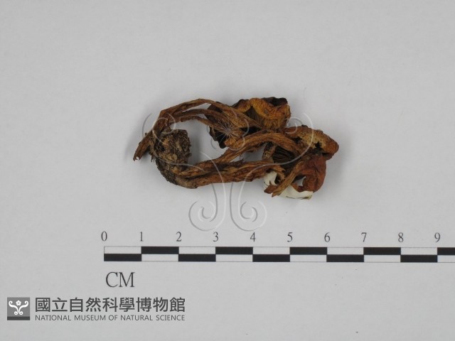 登錄號:F0024659藏品圖，第1張