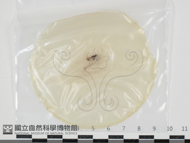 登錄號:F0034659藏品圖，第1張