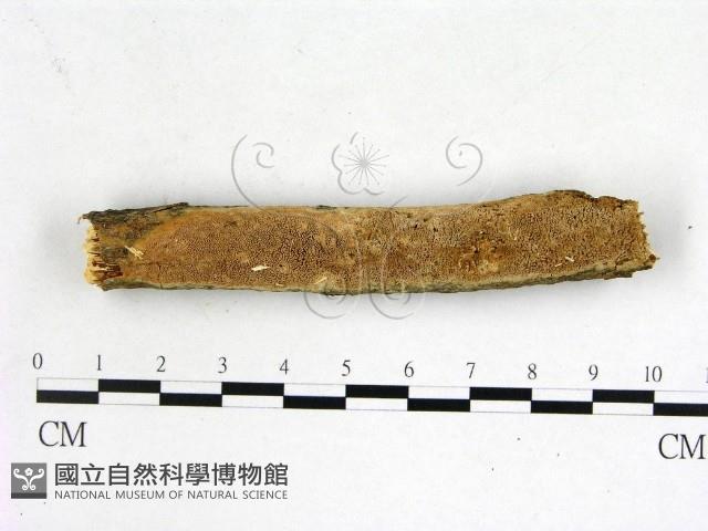 登錄號:F0022659藏品圖，第1張