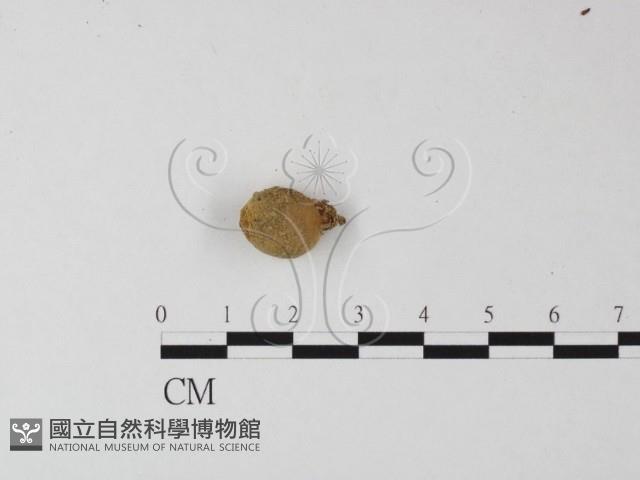 登錄號:F0002659藏品圖，第1張