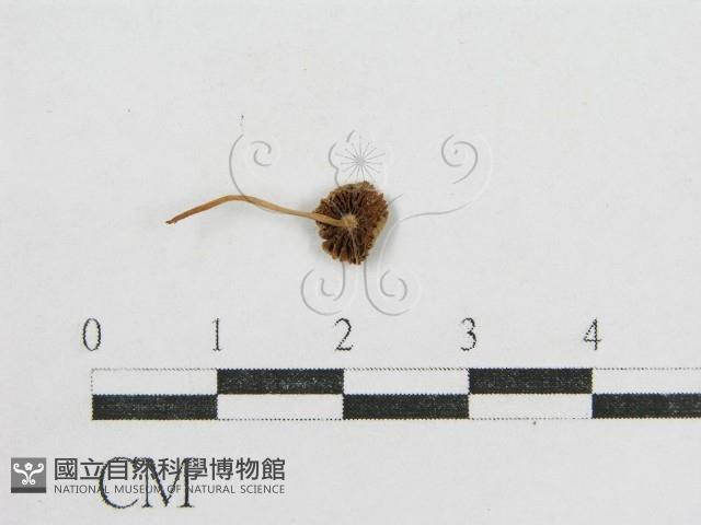 登錄號:F0012659藏品圖，第1張