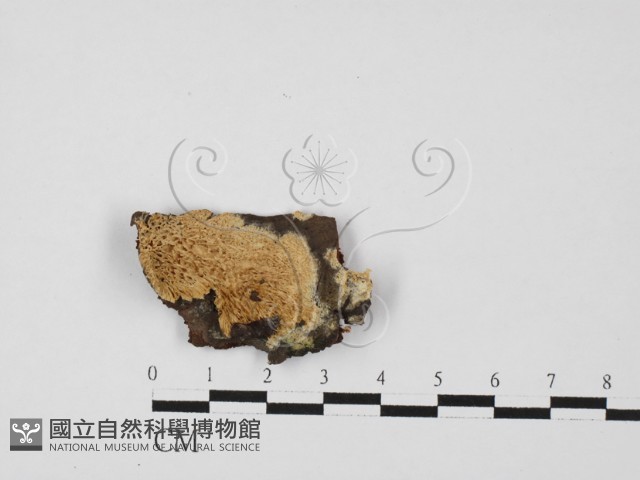銳孔菌屬藏品圖，第1張