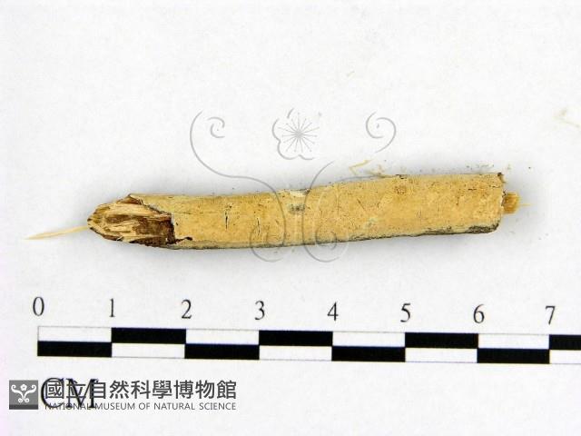 登錄號:F0007659藏品圖，第1張