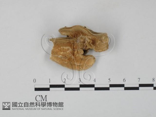 雲芝藏品圖，第1張